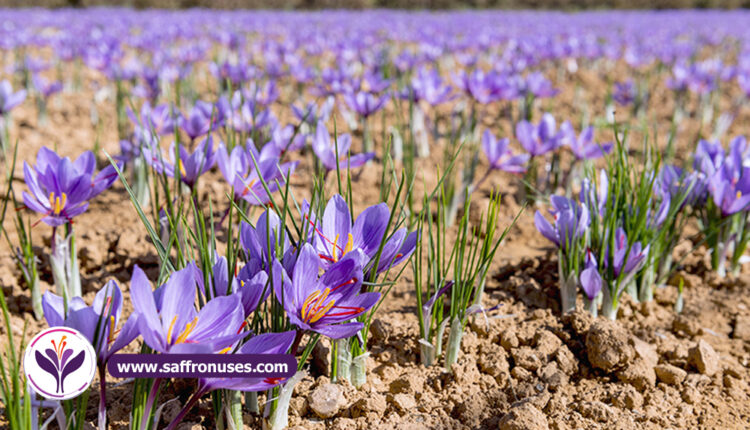 can saffron lighten skin ?