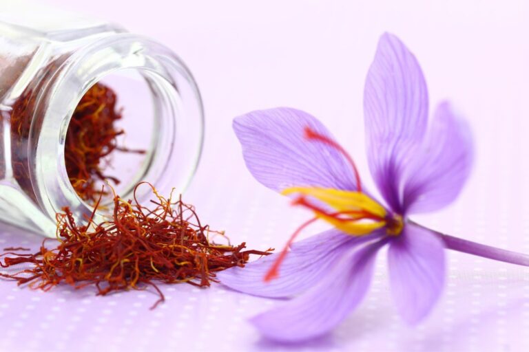 How to grow saffron bulbs Saffron Uses