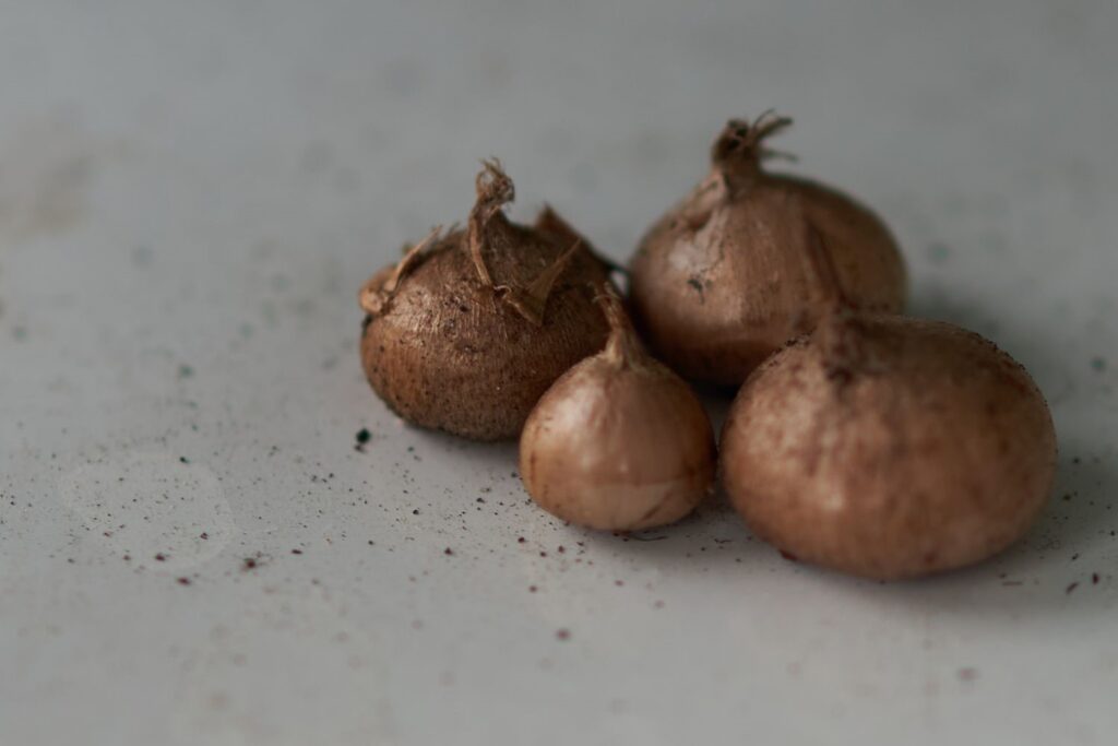 How to grow saffron bulbs Saffron Uses