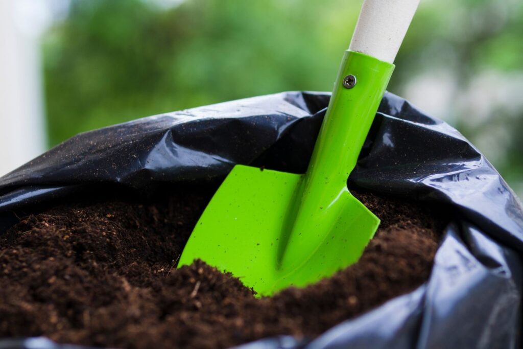 How to grow saffron bulbs Saffron Uses