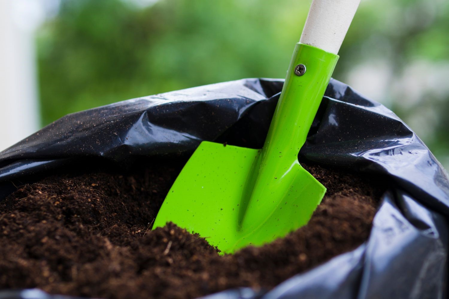 How to grow saffron bulbs Saffron Uses