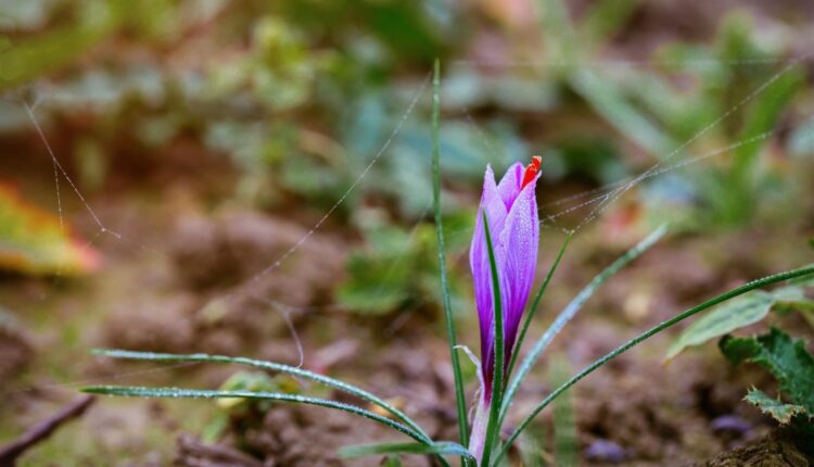 How to grow saffron bulbs