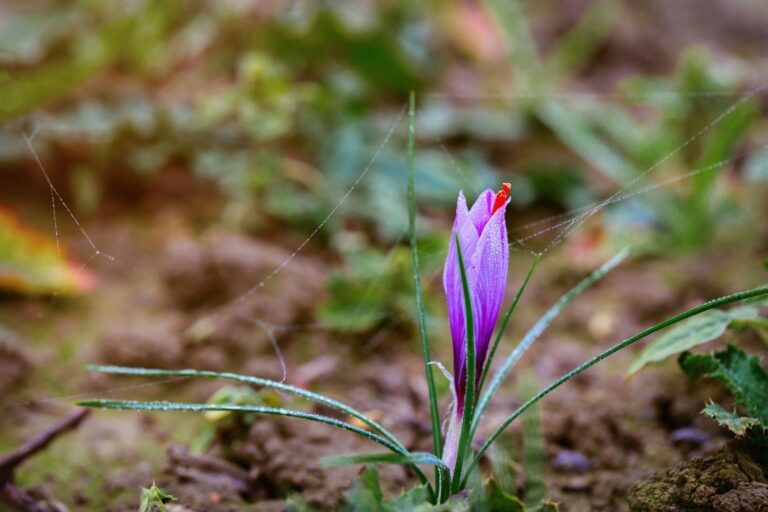 How to grow saffron bulbs Saffron Uses
