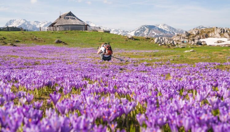 How is saffron harvested
