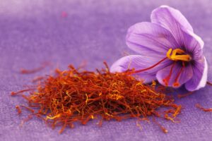 How is saffron harvested