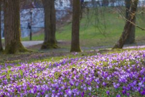 How is saffron harvested