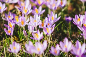 How is saffron harvested