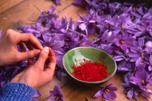 How is saffron harvested