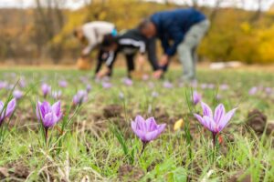 How is saffron harvested