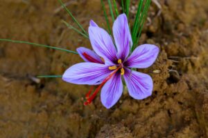 Why my saffron crocus is not blooming?