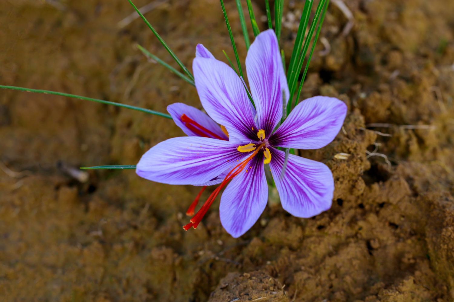 Why My Saffron Crocus is Not Blooming? Saffron Uses