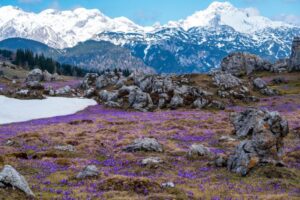 Saffron crocus flower 