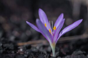 Harvesting Saffron: A Beginner's Guide[2023]