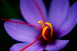 Harvesting Saffron: A Beginner's Guide[2023]