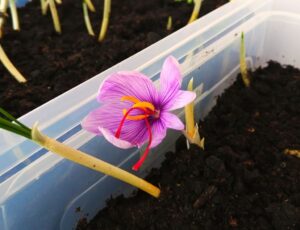 Harvesting Saffron: A Beginner's Guide[2023]