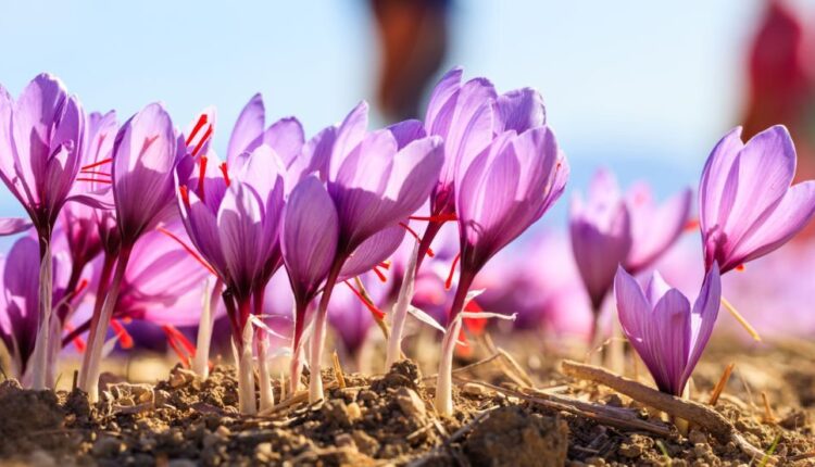 Harvesting Saffron: A Beginner's Guide[2023]