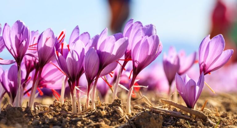 Harvesting Saffron: A Beginner's Guide[2023]