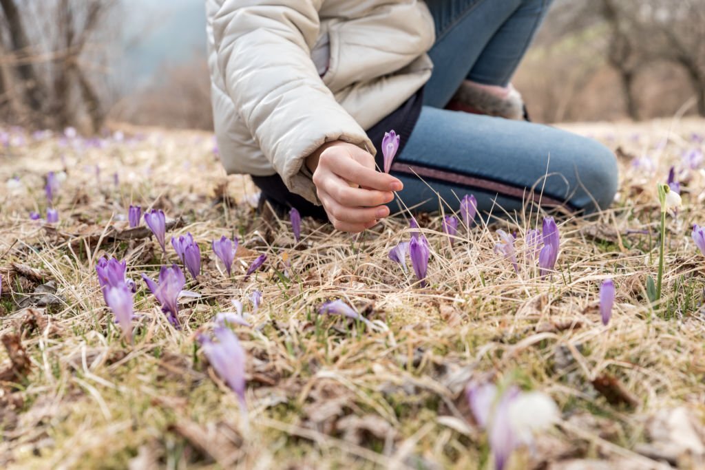 Harvesting Saffron A Beginner's Guide[2023] Saffron Uses
