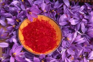 Saffron harvesting time