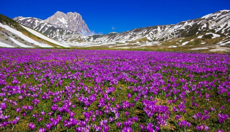 When and how often is saffron harvested?