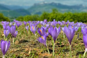 Saffron harvesting time