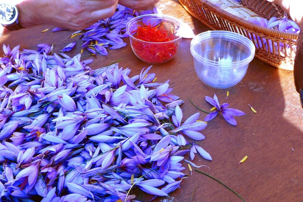 when is saffron harvested Saffron Uses