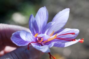 Saffron harvesting time