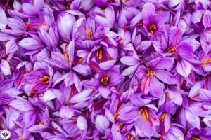 What is the saffron