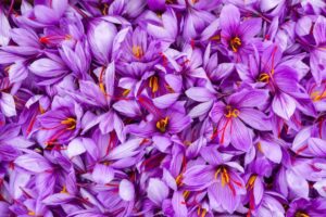 Saffron, plant chemicals and medicinal properties