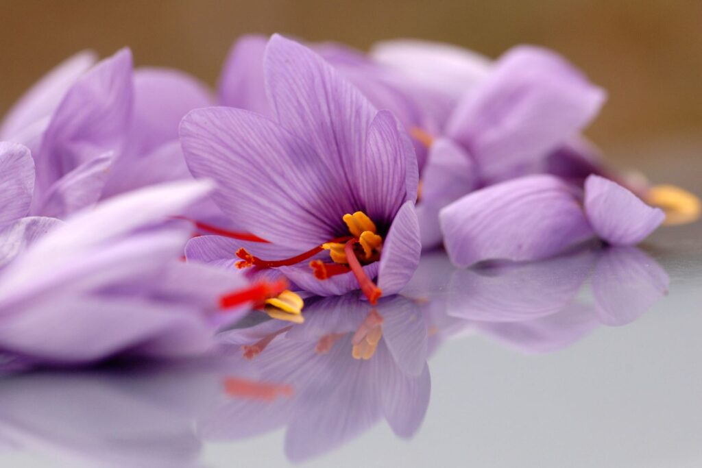 Saffron Side Effects, Saffron Benefits Saffron Uses