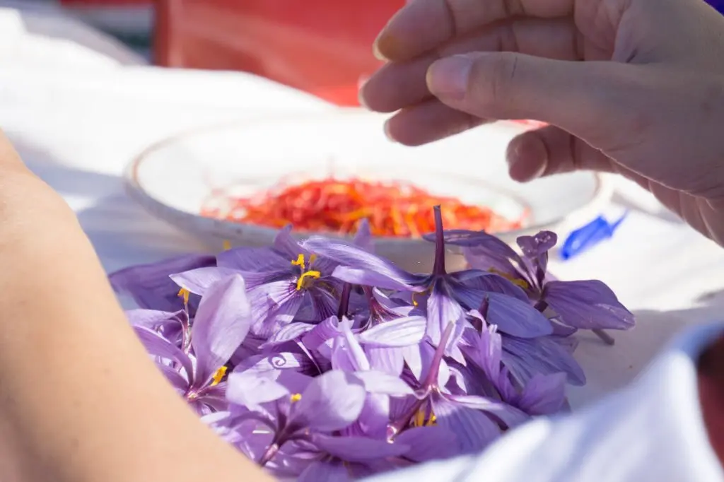 The Wonders of Saffron: Health Benefits and Culinary Uses