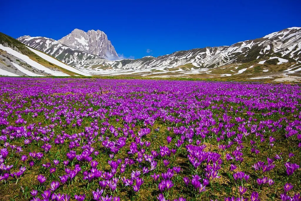 The Wonders of Saffron: Health Benefits and Culinary Uses