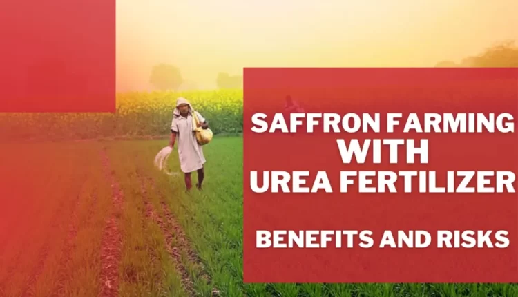 Saffron Farming with Urea Fertilizer [Benefits and Risks]