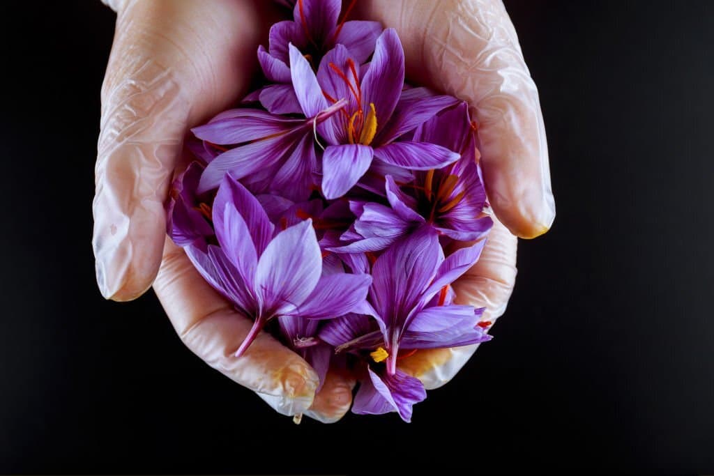 https://www.istockphoto.com/photo/bunch-of-saffron-crocuses-held-by-a-girl-in-his-hand-on-a-black-background-gm1355733393-430124804?phrase=saffron