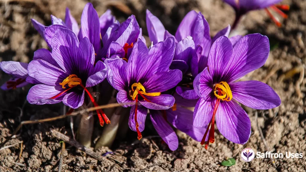 The Secret to Success: How to Buy and Sell Saffron in Canada