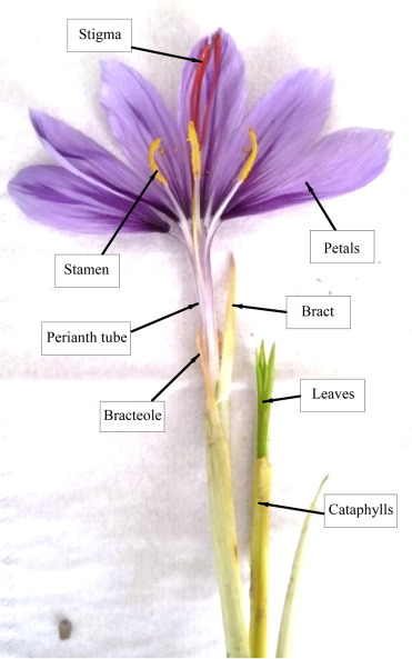 Components of saffron