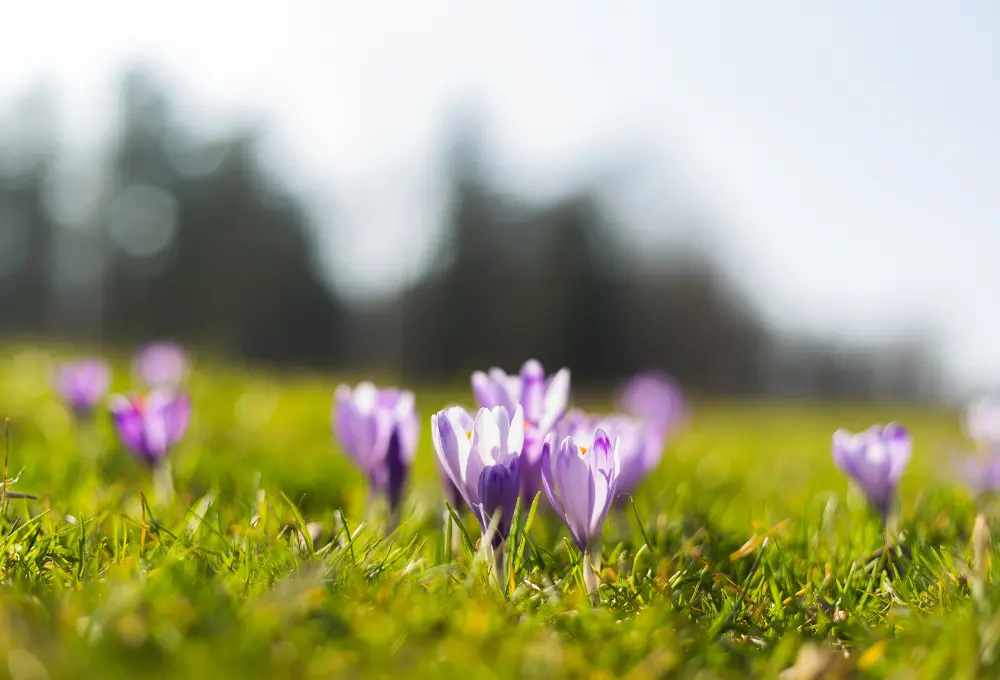 Saffron fields