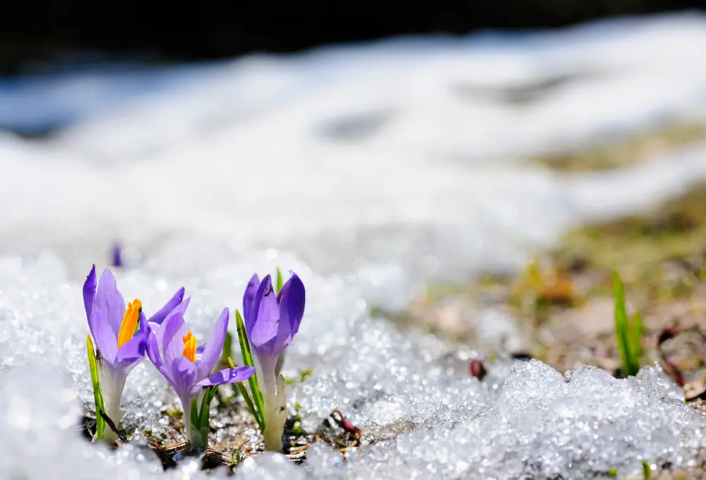 Saffron flowers bloom in winter