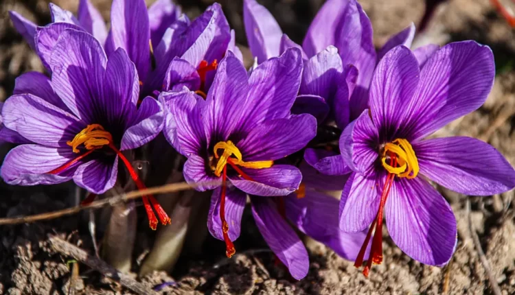 What is saffron? (Everything about The Golden Spice)