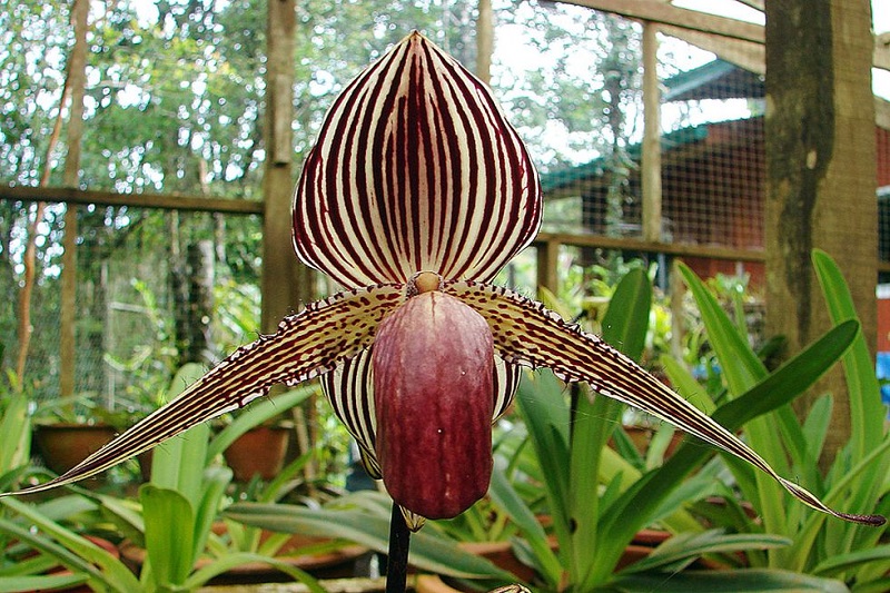 2- Rothschild Slipper Orchid 