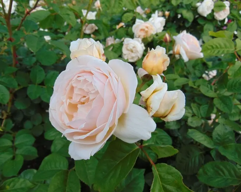 Rose Juliet (Juliet Rose)