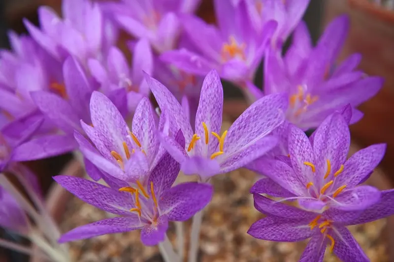 Saffron flower