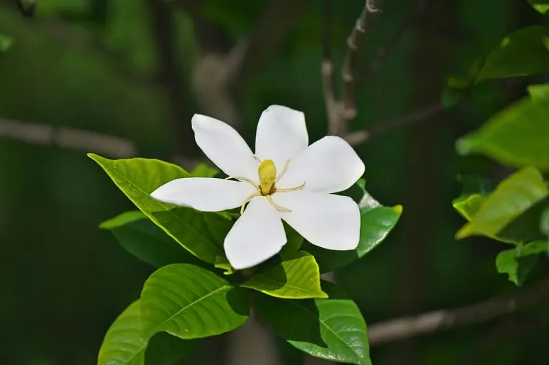 Gardenia