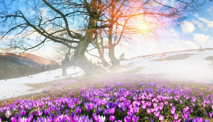 The Most Expensive Flowers: Saffron to Queen of the NightFlowers