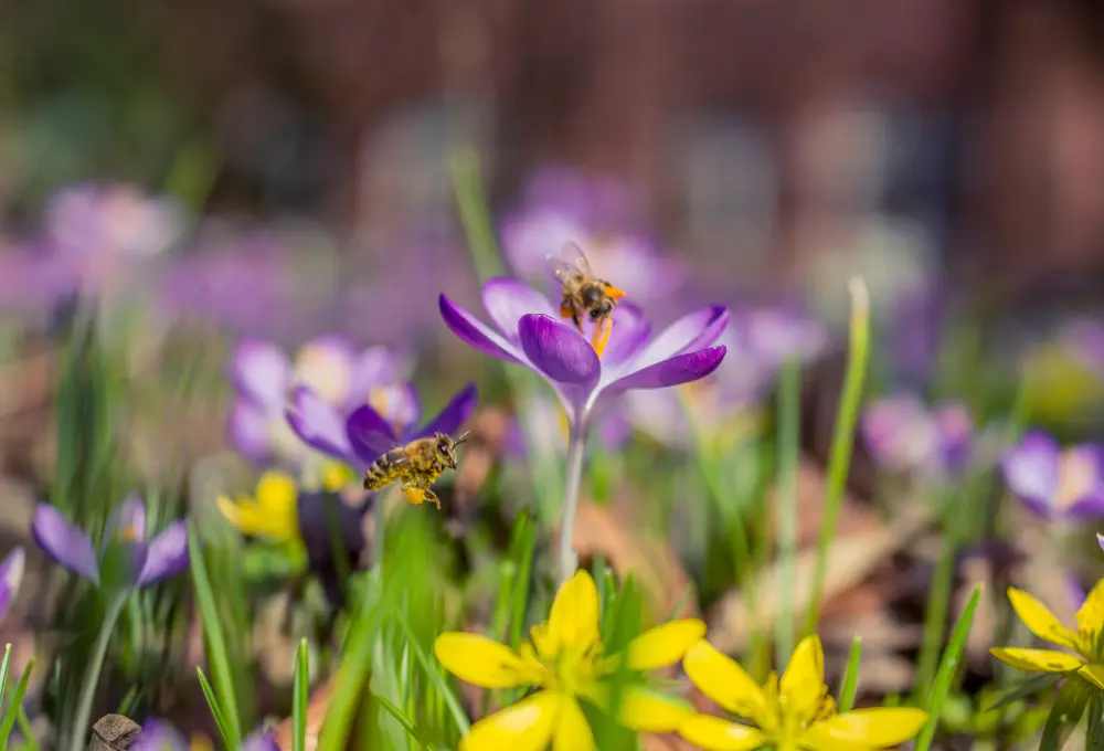 Some of the benefits of saffron for children include: