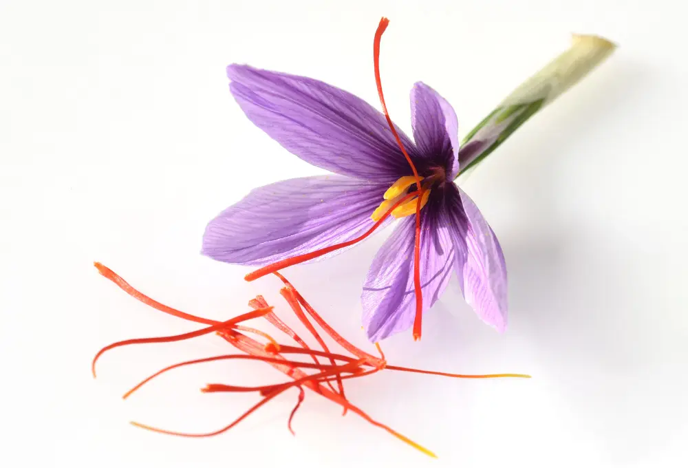 Symptoms of Saffron Allergy