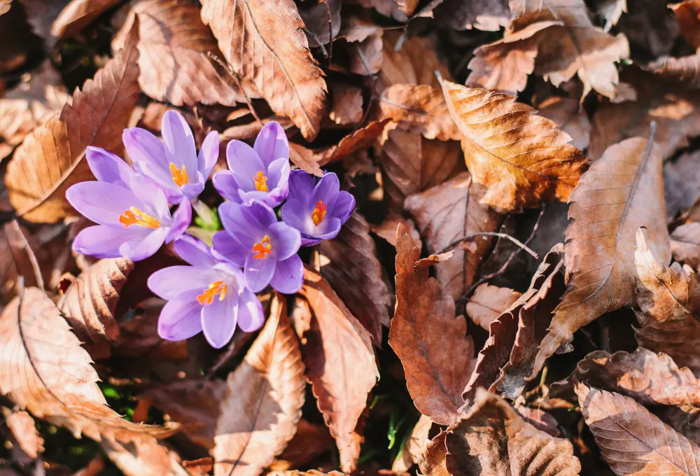 Some of the benefits of saffron for children include: