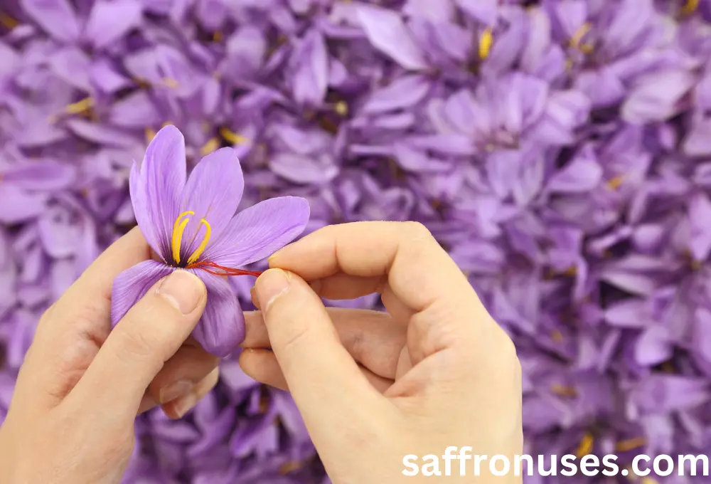 The effect of saffron on premenstrual syndrome pms