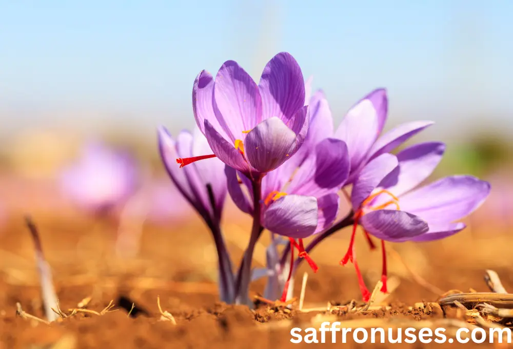 In traditional medicine, the effect of saffron on PMS is as follows: