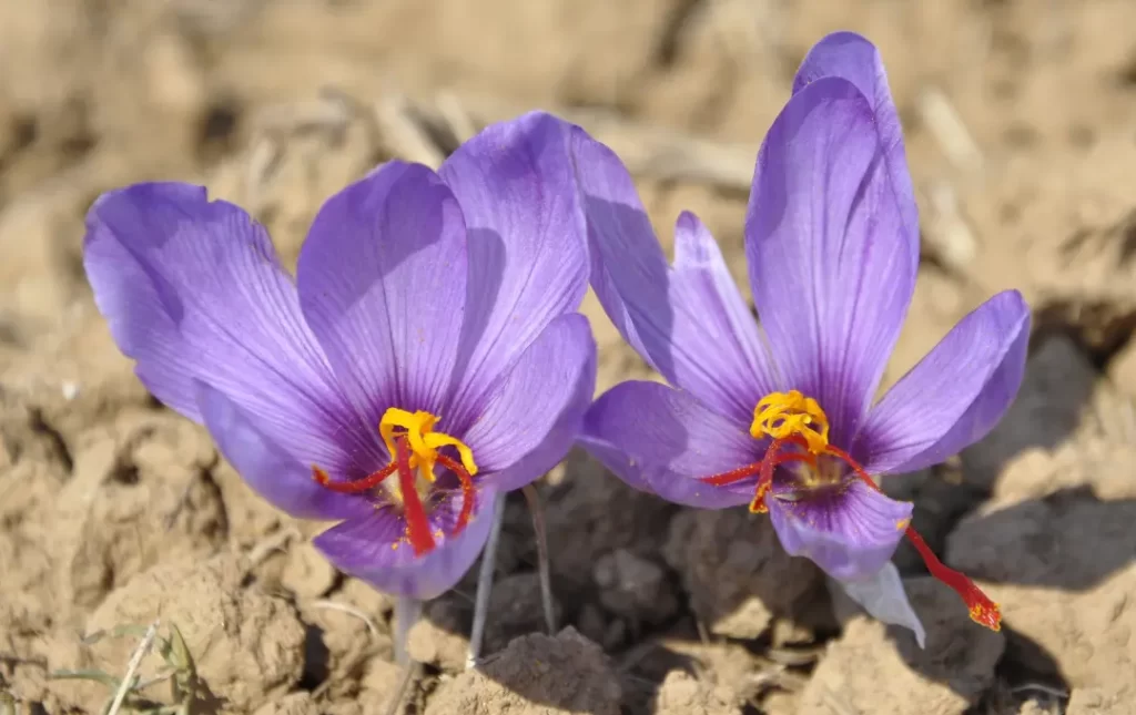 Saffron and Constipation Treatment